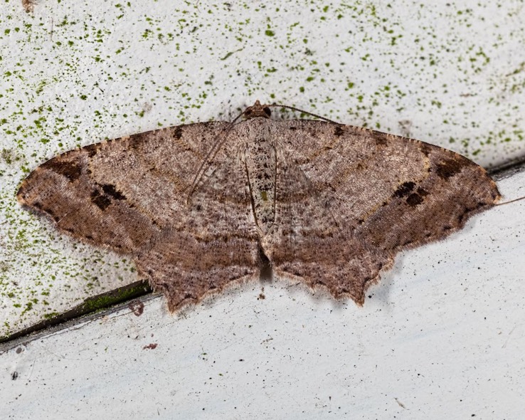  6335 Woody Angle Moth (Macaria aequiferaria)