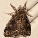 8314 Definite Tussock Moth (Orgyria definita)