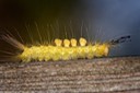 8314 Definite Tussock Moth (Orgyia definita)