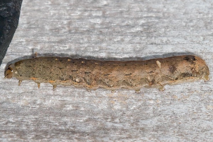 10915 Variegated Cutworm (Peridroma saucia)
