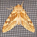 8214 Lophocampa maculata - Spotted Tussock Moth 