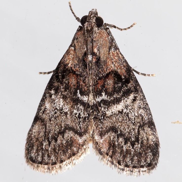 5608 Striped Oak Webworm Moth - Pococera expandens