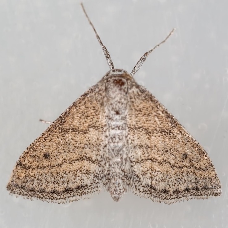 7097 Straight-lined Wave Moth (Lobocleta plemyraria)