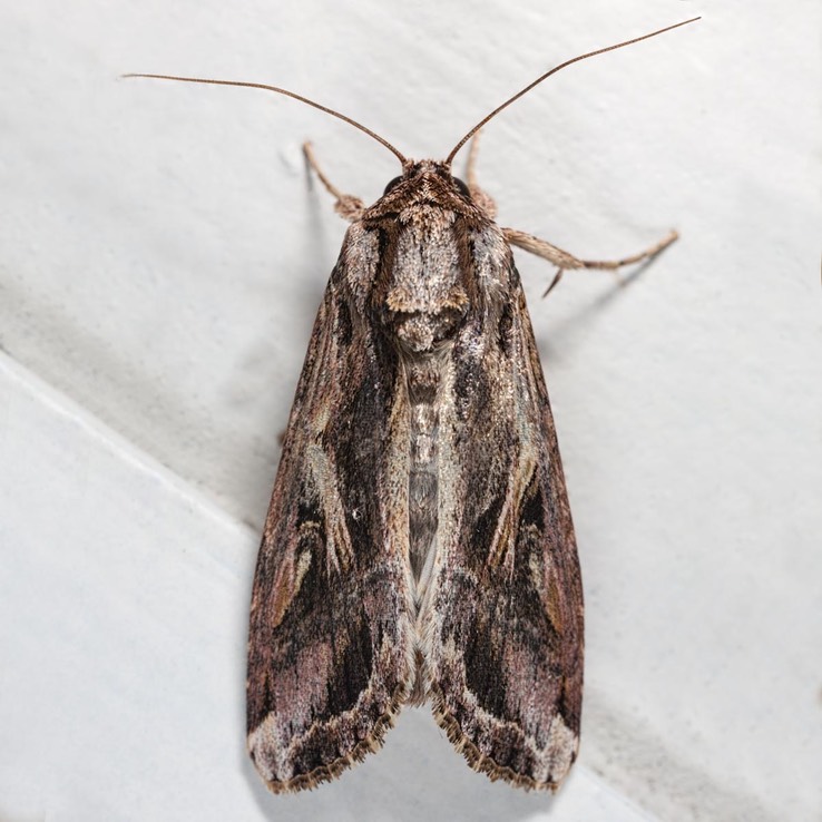 9671 Sweetpotato Armyworm Moth (Spodoptera dolichos)