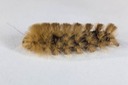 8137 Virginian Tiger Moth (Spilosoma virginica)