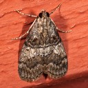 5606 Pococera asperatella - Maple Webworm Moth