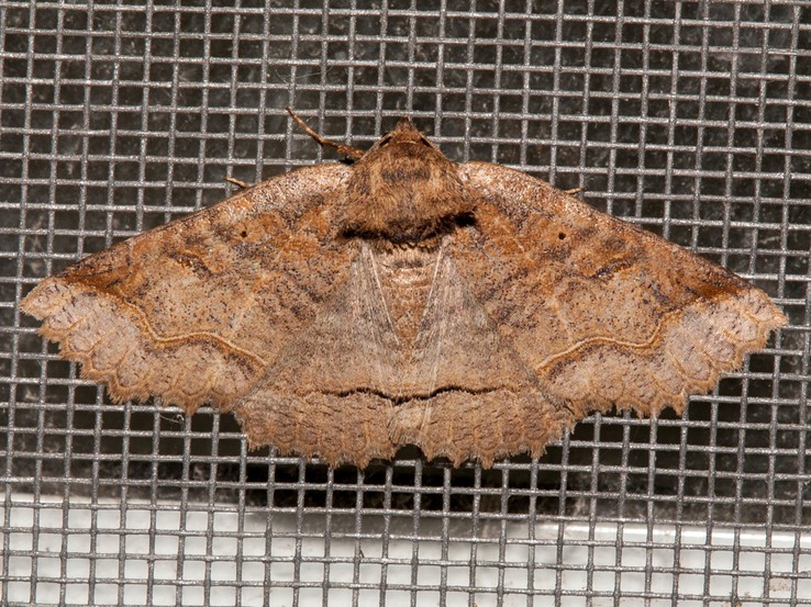 8716 One-lined Zale Moth (Zale unilineata)