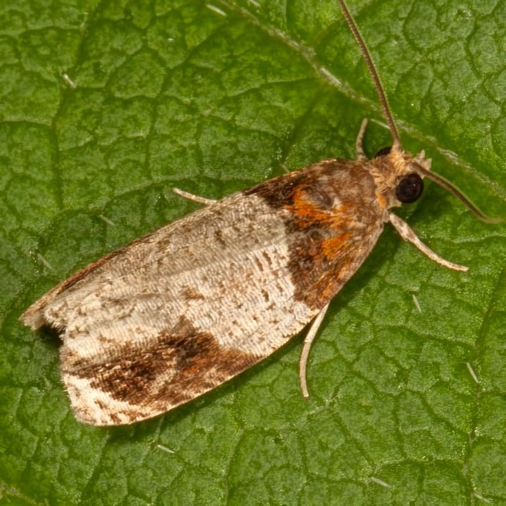 2827 Hydrangea Leaftier Moth (Olethreutes ferriferana)