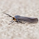 8270 Edwards' Wasp Moth (Lymire edwardsii)