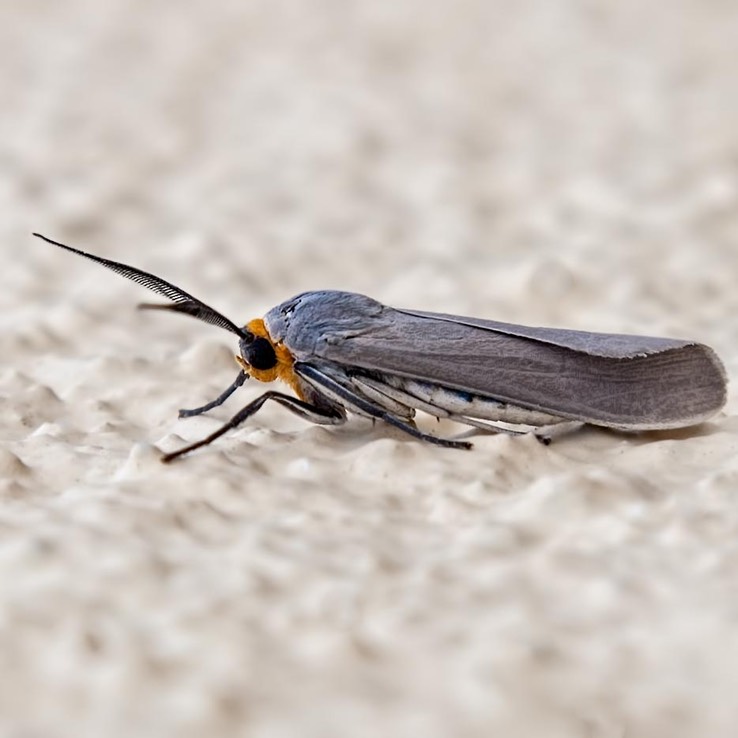 8270 Edwards' Wasp Moth (Lymire edwardsii)