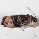 2860 Pink-washed Leafroller Moth Hedya separatana