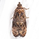 2738 Verbena Bud Moth Endothenia hebesana 