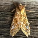 8211 Hickory Tussock Moth (Lophocampa caryae)