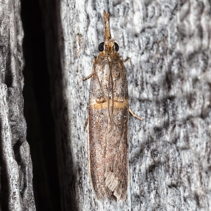 5744 Gold-banded Etiella Moth (Etiella zinckenella)