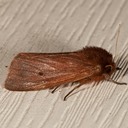 8156 Ruby Tiger Moth (Phragmatobia fuliginosa)