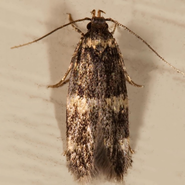 1134 Four-spotted Yellowneck Moth (Oegoconia quadripuncta)