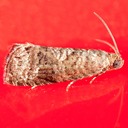 3428  – Grapholita packardi   – Cherry Fruitworm Moth