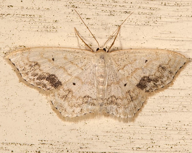 7159 Large Lace-border Moth (Scopula limboundata) 