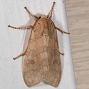 8203 Banded Tussock Moth (Halysidota tessellaris)