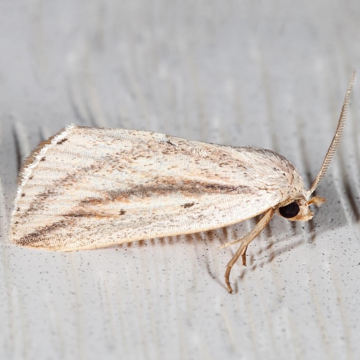 9818 Feeble Grass Moth (Amolita fessa)
