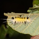 8214 Spotted Tussock Moth (Lophocampa maculata)