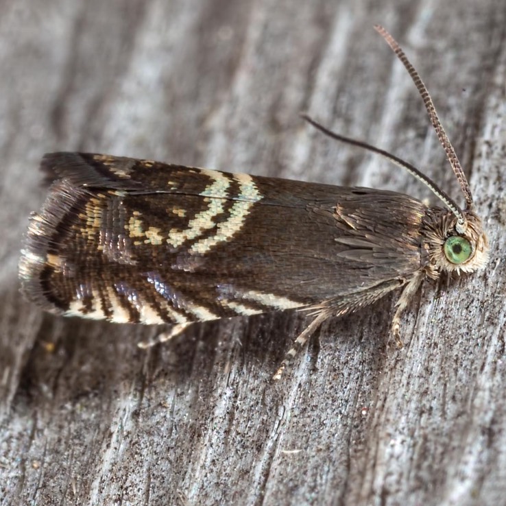 3439 Clover Head Caterpillar Moth (Grapholita interstinctana) 
