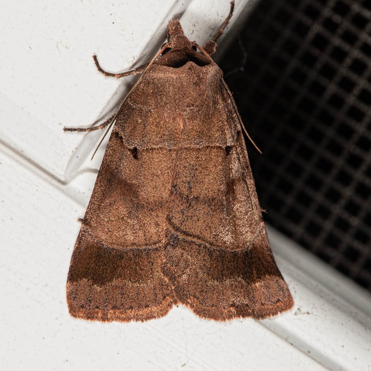 10955 Pale-banded Dart Moth (Agnorisma badinodis)