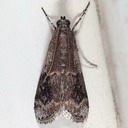 5995 American Plum Borer Moth (Euzophora semifuneralis)