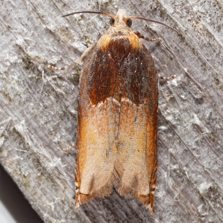 3375 Two-toned Ancylis Moth (Ancylis divisana)