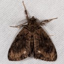 8314 Definite Tussock Moth - Orgyia definita