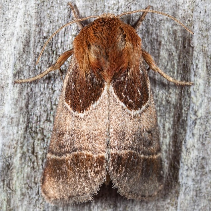 11128 arcigera flower moth - (Schinia arcigera)