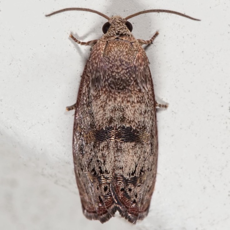 3494 Filbertworm Moth (Cydia latiferreana)