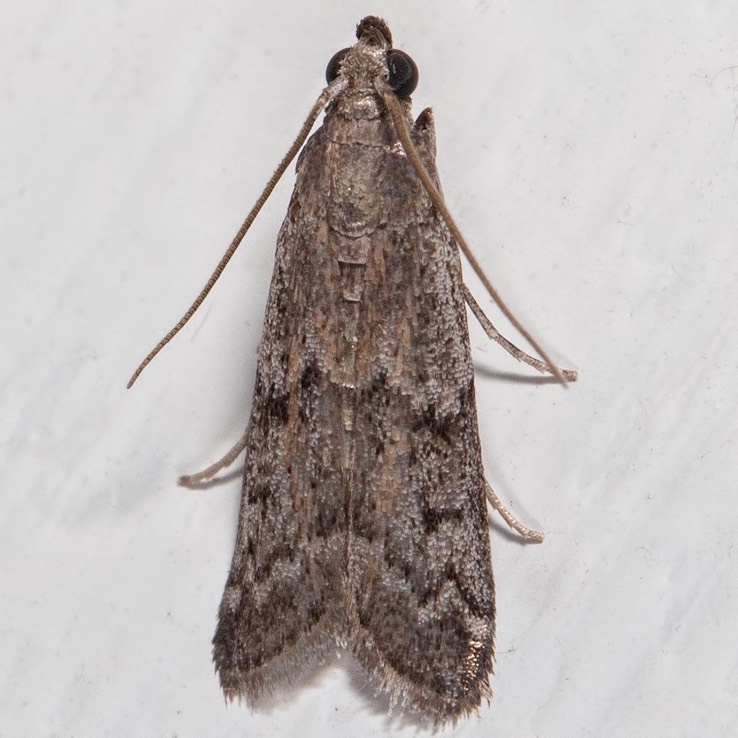 5926 Elm Leaftier Moth (Canarsia ulmiarrosorella)