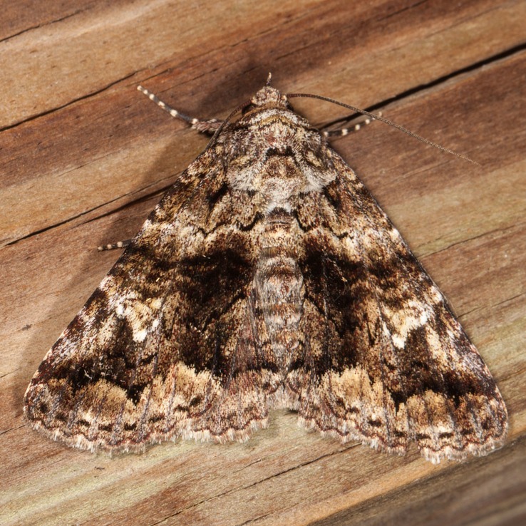 8666 Live Oak Metria Moth (Metria amella)