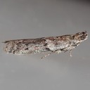 5793.1 Florida Sciota Moth (Sciota floridensis)