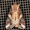 9666 Fall Armyworm Moth – Spodoptera frugiperda