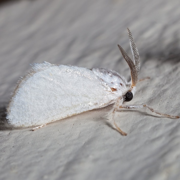 4673 Packard's White Flannel Moth (Alarodia slossoniae)