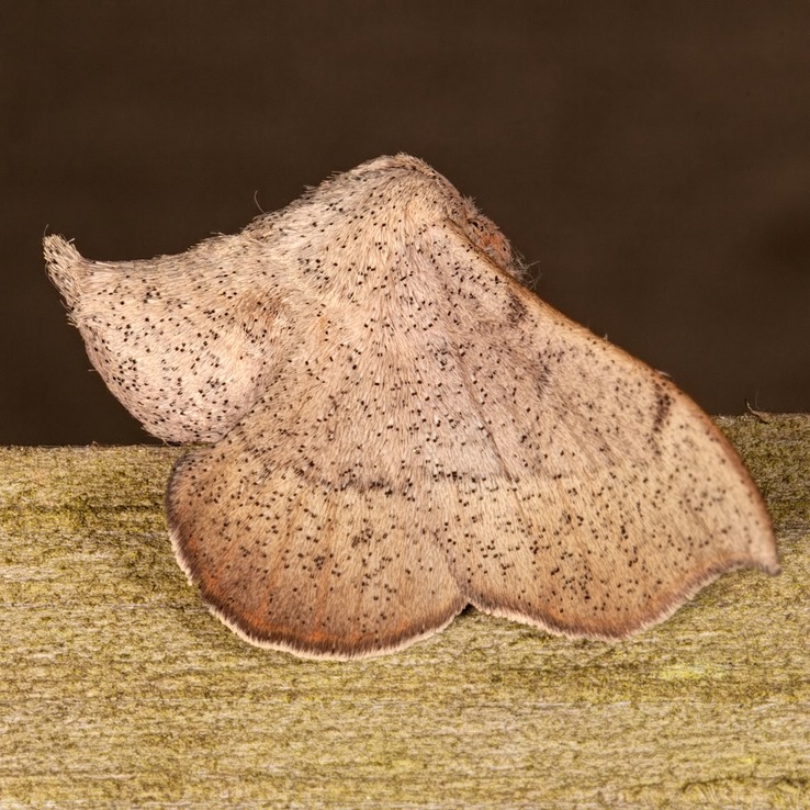 7662 Melsheimer's Sack-bearer Moth (Cicinnus melsheimeri)
