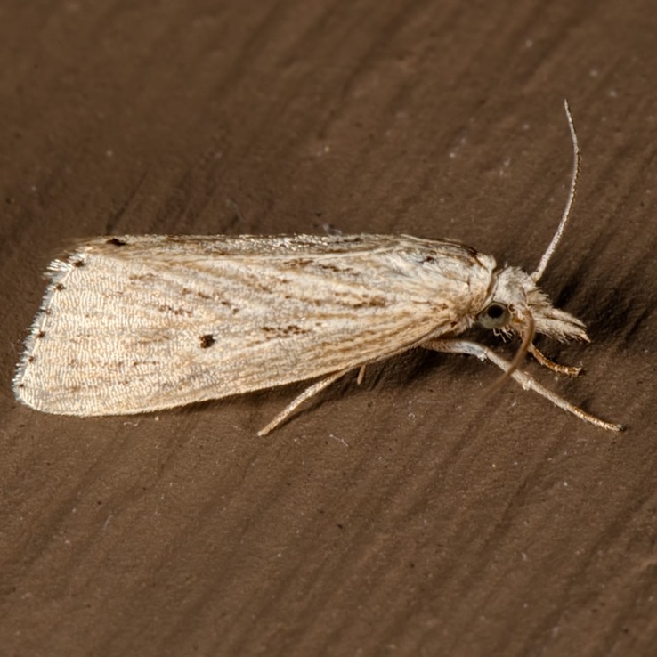 5481 Diatraea Moth (Diatraea lisetta)