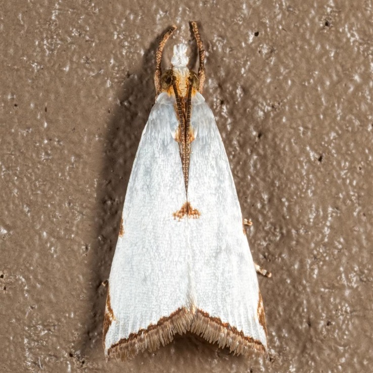 5463 Milky Urola Moth (Argyria lacteella)