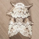 8102 Dyar's Lichen Moth (Afrida ydatodes)