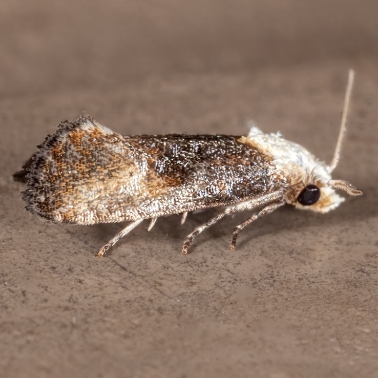 3790 Fleabane Cochylid Moth (Eugnosta erigeronana)