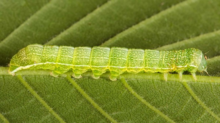 10495 Speckled Green Fruitworm Moth (Orthosia hibiscii)