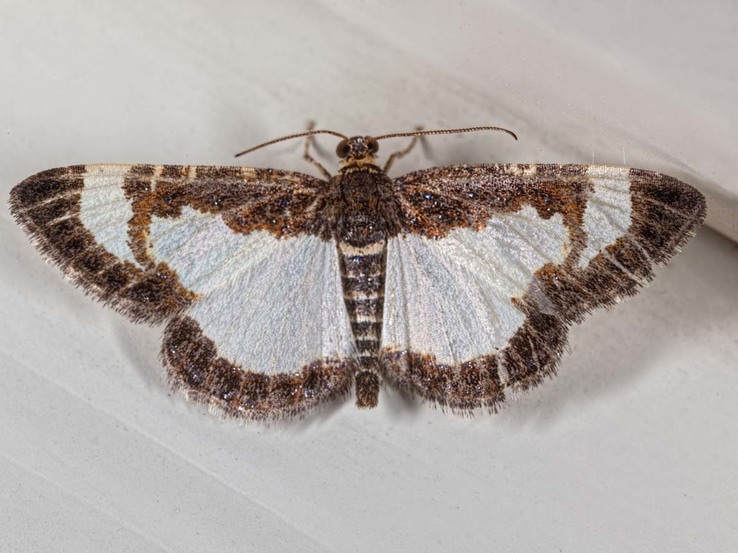 6261 Common Spring Moth (Heliomata cycladata)