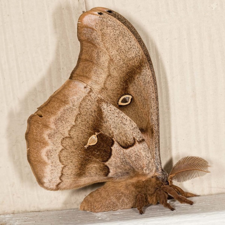 7757 Polyphemus Moth (Antheraea polyphemus) 