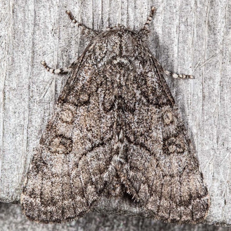 9193 The Brother Moth (Raphia frater)