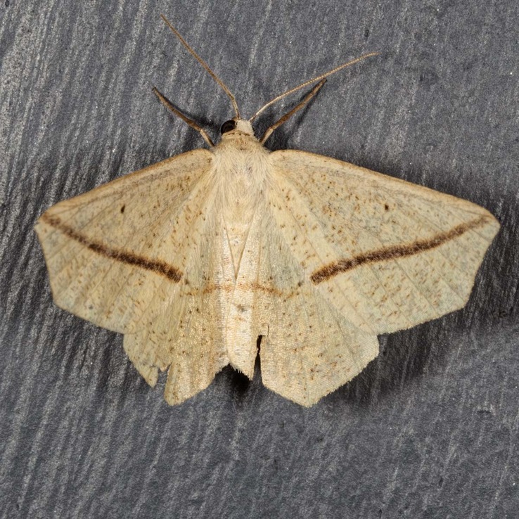 6963 Yellow Slant-line Moth (Tetracis crocallata)