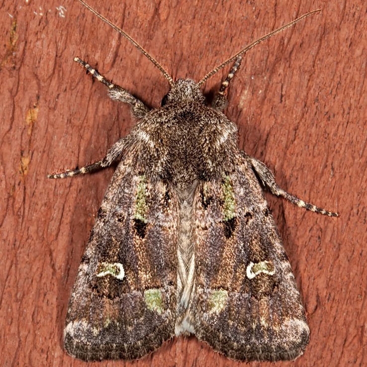 10397 – Bristly Cutworm Moth – Lacinipolia renigera