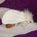 8320 Brown-tail Moth - Euproctis chrysorrhoea