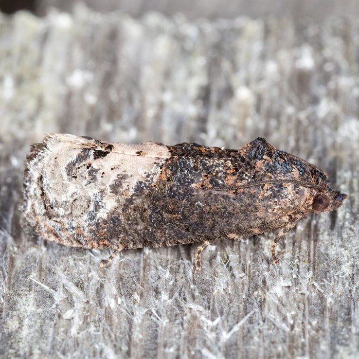 3497 Locust Twig Borer Moth (Ecdytolopha insiticiana)